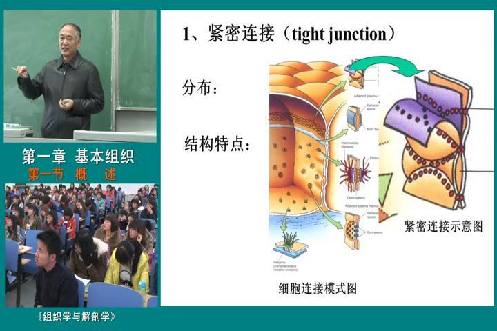 组织学与解剖学_河北师范大学-主讲：段相林 52讲 百度网盘(5.03G)