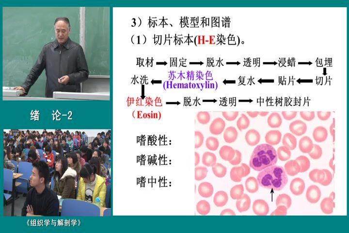 组织学与解剖学_河北师范大学-主讲：段相林 52讲 百度网盘(5.03G)